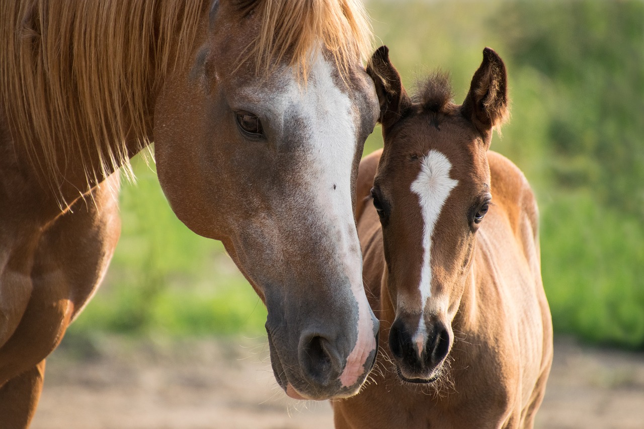 Horse Blogs